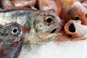 Slow Fish_bocche pesci-L